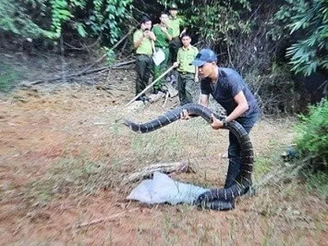 Hà Tĩnh: Phát hiện hổ mang chúa “khủng” ở trường học