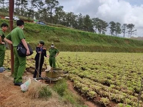 Lâm Đồng: Điều tra vụ 130.000 gốc rau bị đầu độc bằng thuốc diệt cỏ