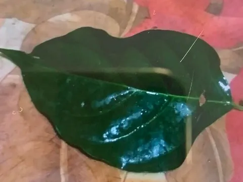 Uống nhầm nước lá ngón, 2 vợ chồng ngộ độc nặng