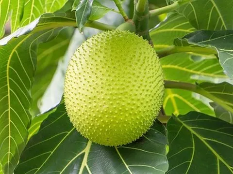 Loại quả xưa ở quê đầy không ai hái, giờ thành đặc sản được dân thành phố ưa chuộng