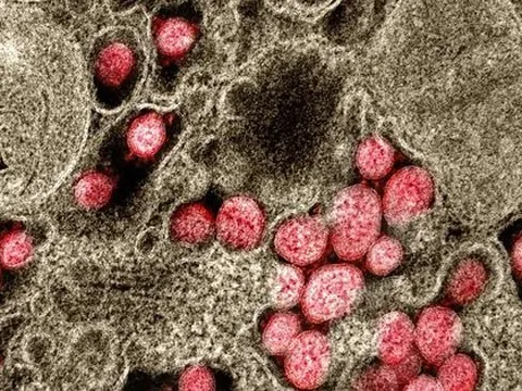 "Cổng vào" chưa từng biết của SARS-CoV-2: Cơ hội chặn 5 biến chủng