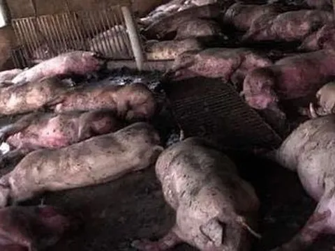 Sét đánh trúng trang trại, đàn lợn hơn 200 con của 1 gia đình chết la liệt