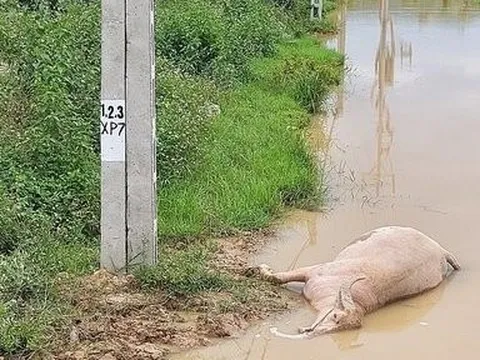 Thanh Hóa: Dân tá hỏa khi trâu bị giật chết dưới chân cột điện