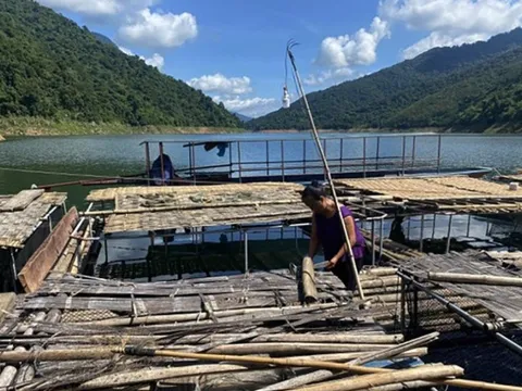 Người dân lao đao khi hàng trăm kg cá lồng chết hàng loạt