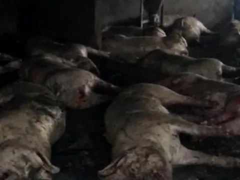 Sét đánh trúng trang trại ở Thái Bình, hàng trăm con lợn chết la liệt