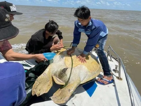 Cà Mau thả cá thể vích nặng 120kg về với biển
