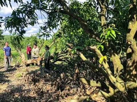 Đồng Nai: Voi rừng liên tục xuất hiện, uy hiếp cuộc sống của người dân