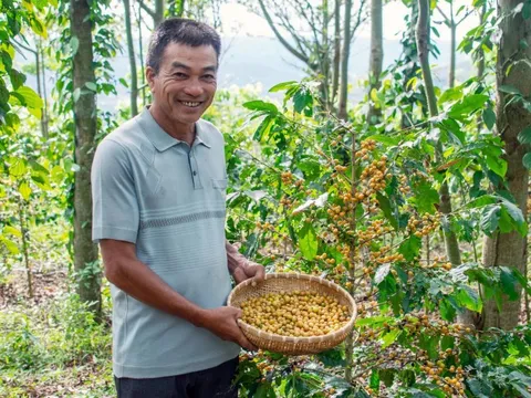 Lão nông Việt hiện thực hóa giấc mơ sản xuất café sạch như cách người Nhật trồng táo Kimura