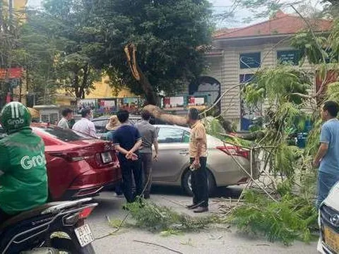 Hà Nội: Cây phượng vĩ gãy ngang thân đè trúng 2 xe ô tô đang lưu thông trên phố