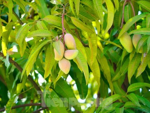 Nhiều người dùng dụng cụ tự chế hái xoài trên đường 10 làn ở Hạ Long