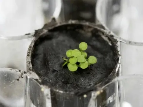 Con người có thể trồng cây… trên Mặt Trăng