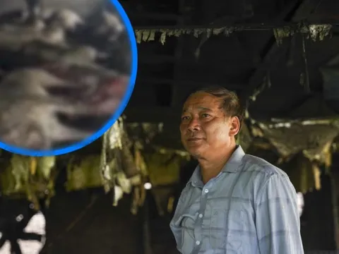 Sét đánh chết đàn lợn 229 con ở Thái Bình: Chủ nuôi khóc ngất, chưa dám ra trang trại