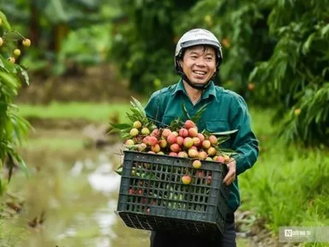 Hải Dương: Vải chín sớm, nông dân Thanh Hà bội thu