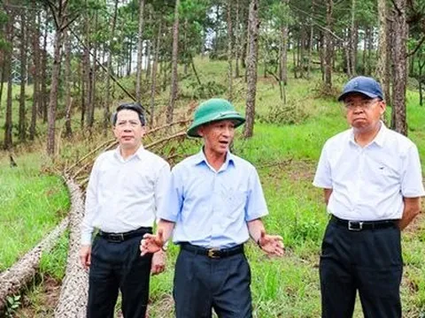 Lâm Đồng: Chủ tịch UBND tỉnh kiểm tra hiện trường vụ phá rừng