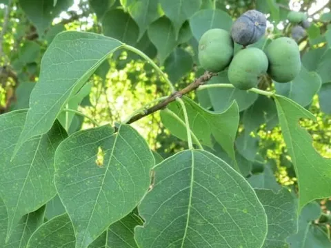 Loại cây có tên lạ, "khắc tinh" của bệnh gan: Ai cũng tưởng chỉ là cây che bóng mát