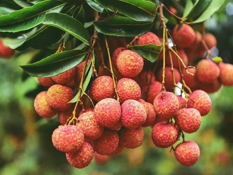 Mở rộng đường xuất khẩu cho trái vải thiều