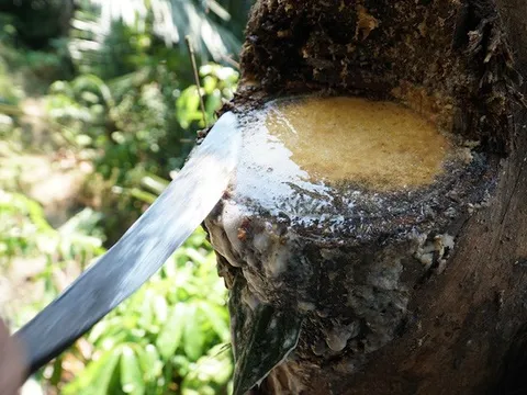 "Đệ nhất tửu giữa rừng già" - loại rượu vạn người mê chảy ra từ ngọn cây