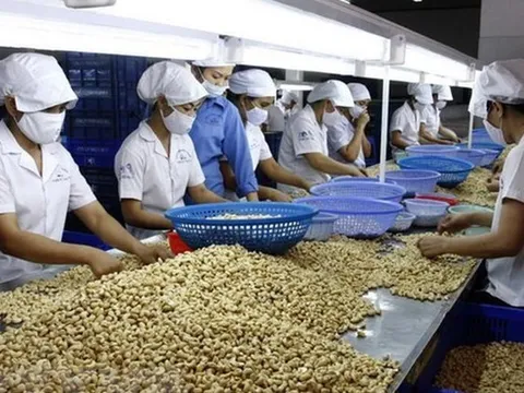 Vì sao xuất khẩu điều Việt Nam sang châu Âu tăng đột biến?