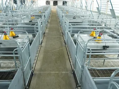 BAF – Quy mô chăn nuôi tăng trưởng ấn tượng