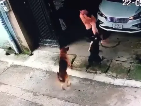 Kinh hãi clip bé gái bị 2 con chó tấn công, người bố liều mạng giằng co với thú dữ