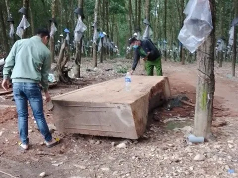 Kom Tum: Người dân “ôm nợ” vì phát hiện gỗ khủng