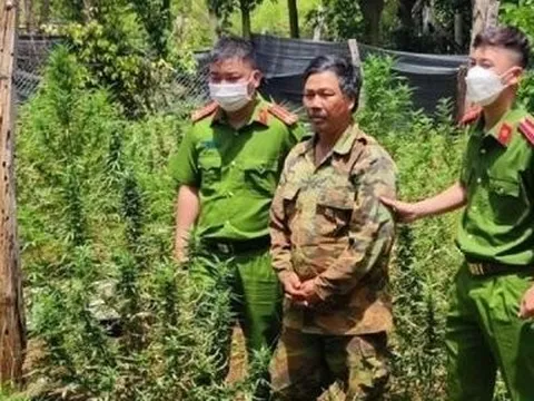 Đắk Lắk: Triệt phá đường dây trồng hơn 1.600 cây cần sa