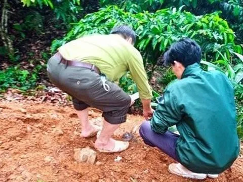 Lâm Đồng: Cơ quan chức năng thông tin về việc Hổ xuất hiện trong rẫy cà phê