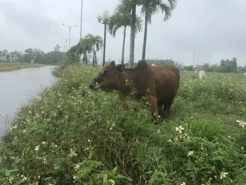 Quảng Ngãi chuẩn bị đấu giá hàng loạt lô đất ở nhiều dự án