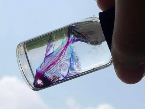 Cậu học sinh lớp 9 tại Việt Nam và ý tưởng lưu giữ vẻ đẹp của cái chết