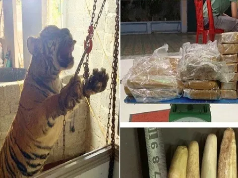 Bắt giữ các đối tượng đang chuẩn bị xẻ thịt hổ nấu cao