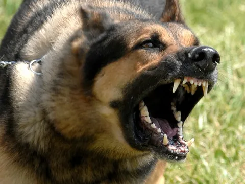 Bé trai tử vong sau 1 tháng bị chó dại cắn