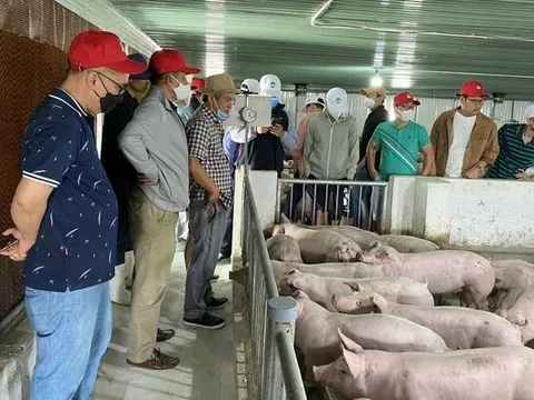 Bầu Đức lập công ty riêng cho thương hiệu heo ăn chuối BAPI