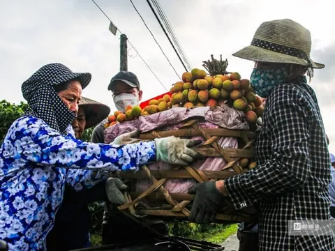 Hải Dương mở vườn thu hoạch vải xuất khẩu
