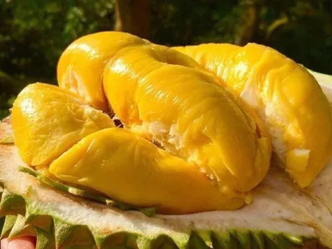 Loại trái cây đắt đỏ giúp nông dân kiếm tiền tỷ mỗi vụ