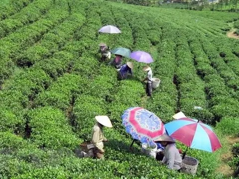 Xây dựng Nghị quyết về phát triển kinh tế-xã hội vùng trung du và miền núi Bắc Bộ