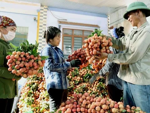 Gần 450.000 đồng/kg vải thiều tại Mỹ