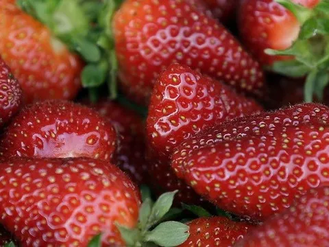 Dâu tây có thể liên quan đến đợt bùng phát bệnh viêm gan A ở Mỹ và Canada