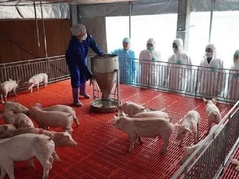 Việt Nam đã sản xuất thành công vắc-xin phòng bệnh tả lợn Châu Phi