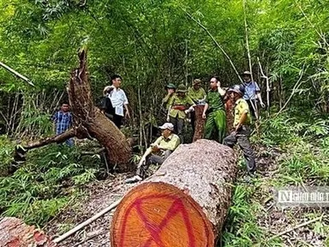 Bình Thuận: Nhóm cán bộ bảo vệ rừng có dấu hiệu liên quan vụ cây cổ thụ bị triệt hạ ở núi Ông.
