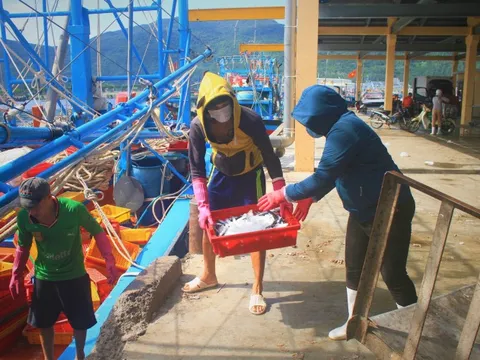 Ngư dân nỗ lực bám biển vụ cá Nam