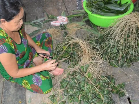 Bà con làng nghề gói bánh ú lá tre ở Cà Mau tất bật phục vụ Tết Đoan Ngọ