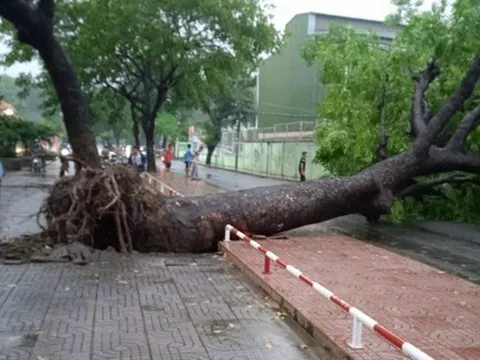 Cây xanh gần 20 mét trên đường phố TP HCM bật gốc trong mưa