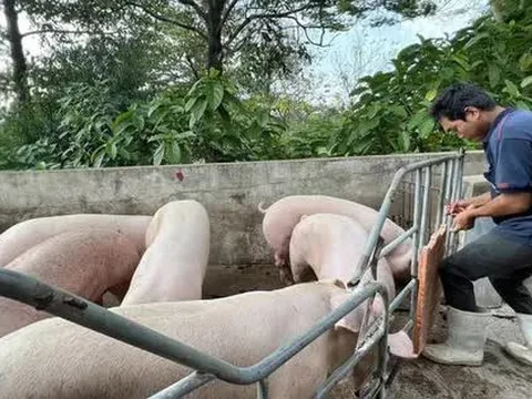 Công bố sản xuất thành công vắc-xin dịch tả heo châu Phi