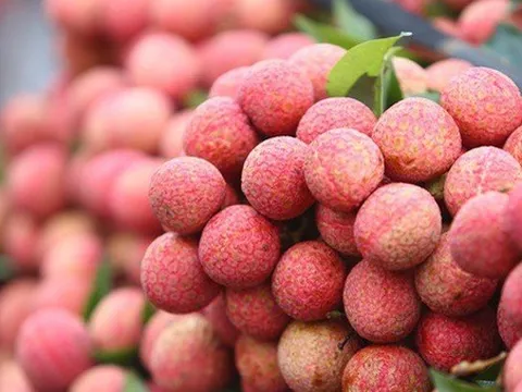 Hơn 400.000 đồng/kg vải tại Nhật Bản