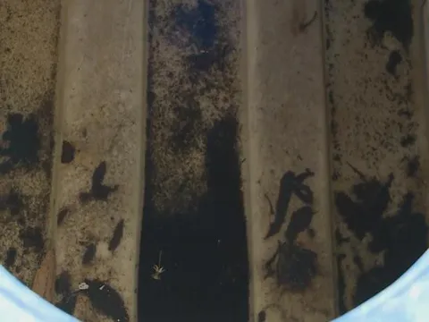 TP. Hồ Chí Minh phát hiện 111 ổ dịch sốt xuất huyết mới