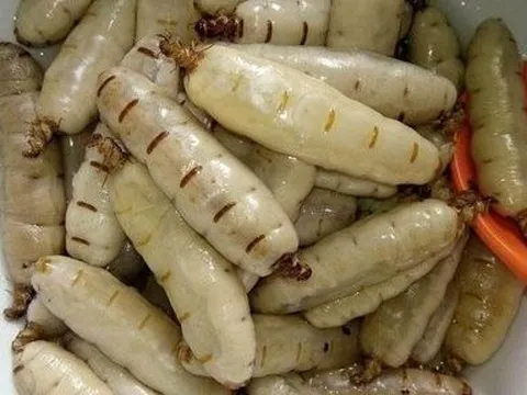 Chuyên gia cảnh báo dùng "sung dược" mối chúa dễ "rước họa vào thân"