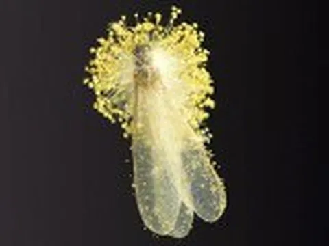 Tử vong vì ăn mối đặc sản