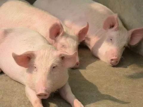 Với quy mô đóng góp hơn 85 tỷ USD/năm, chăn nuôi là động lực lớn thúc đẩy phục hồi kinh tế hậu Covid-19 mà trọng tâm là xuất khẩu