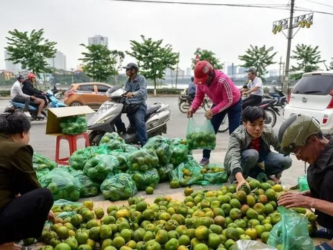 Mùa quả ngọt hứa hẹn nhưng còn nhiều trăn trở cho nông dân ĐBSCL