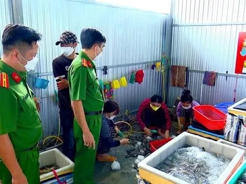Bạc Liêu: Xử phạt chủ cơ sở bơm tạp chất vào tôm nguyên liệu 60 triệu đồng